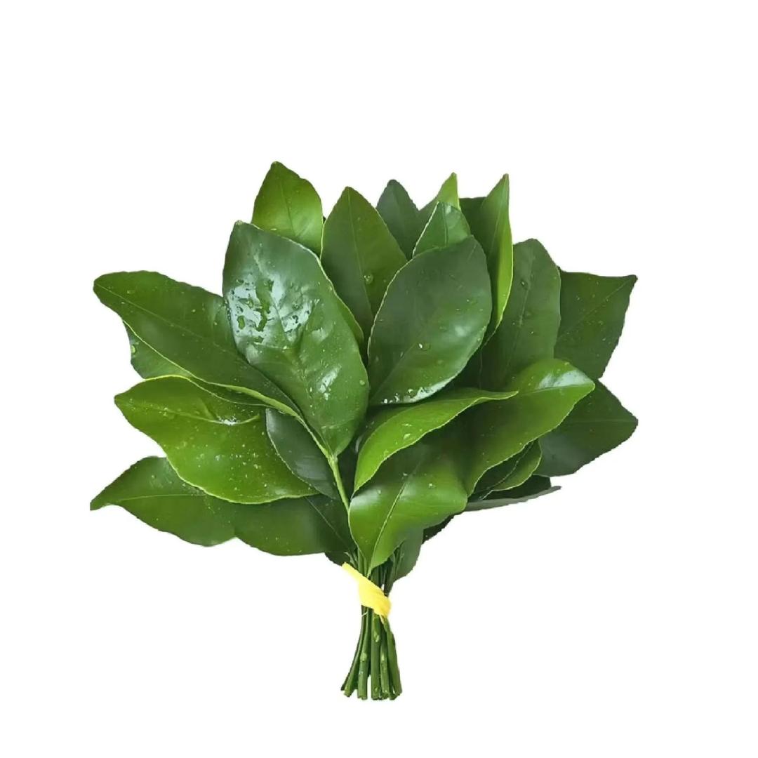 别碰我齐刘海儿