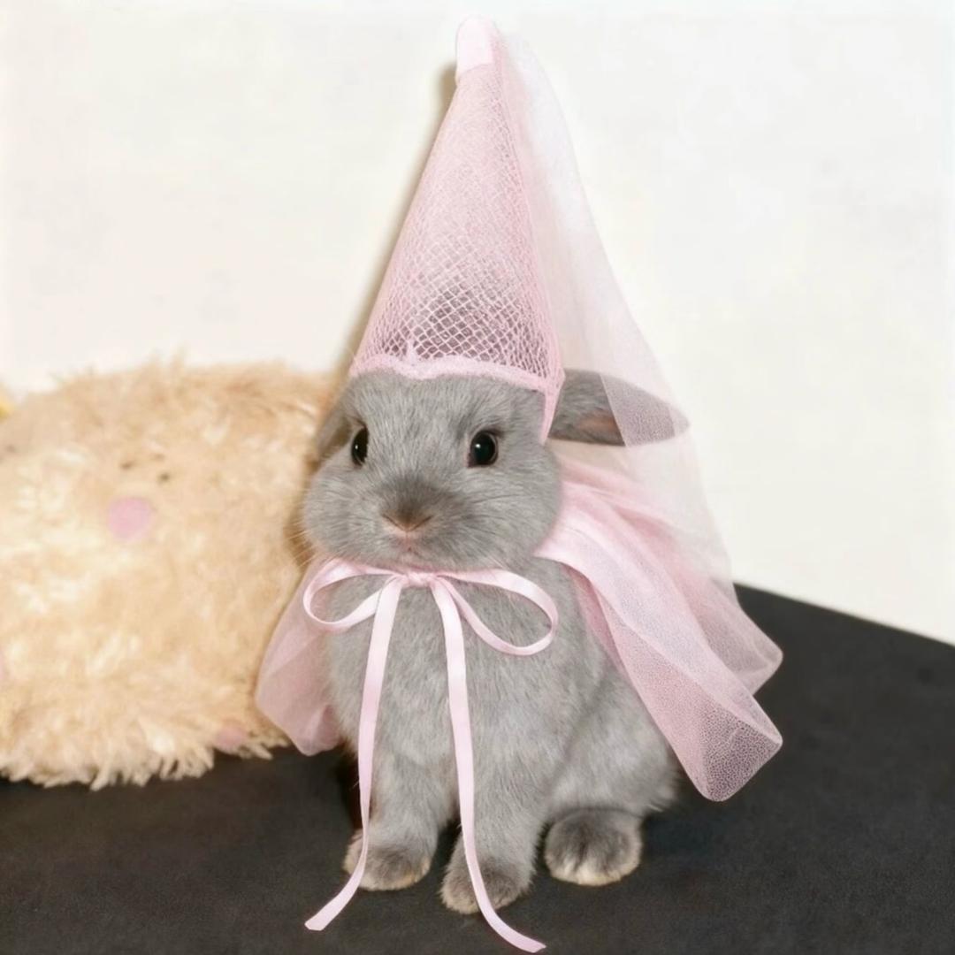 高冷的香菜公主