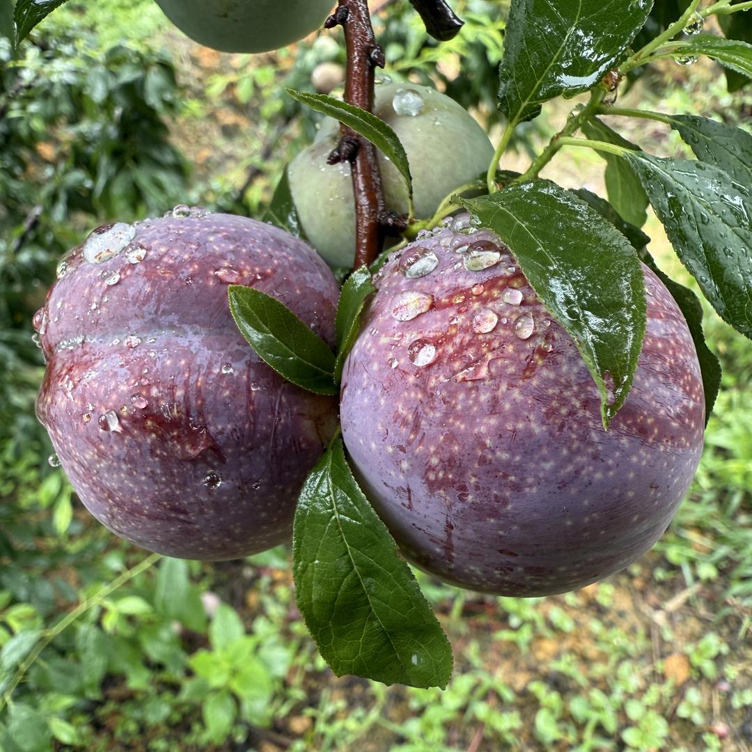 黄盆的鲜果与蔬菜生活坊