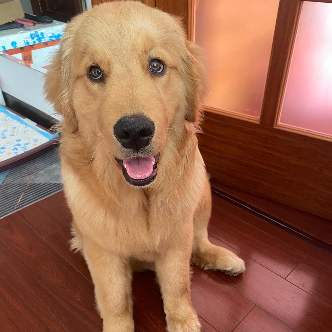 招财是只小鸡毛