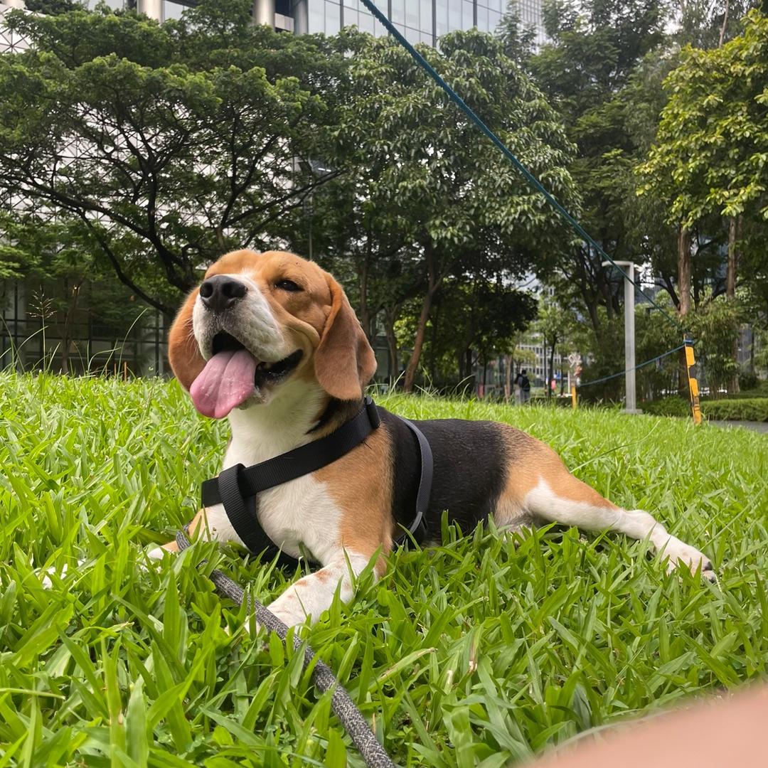 吴彦祖中国分祖