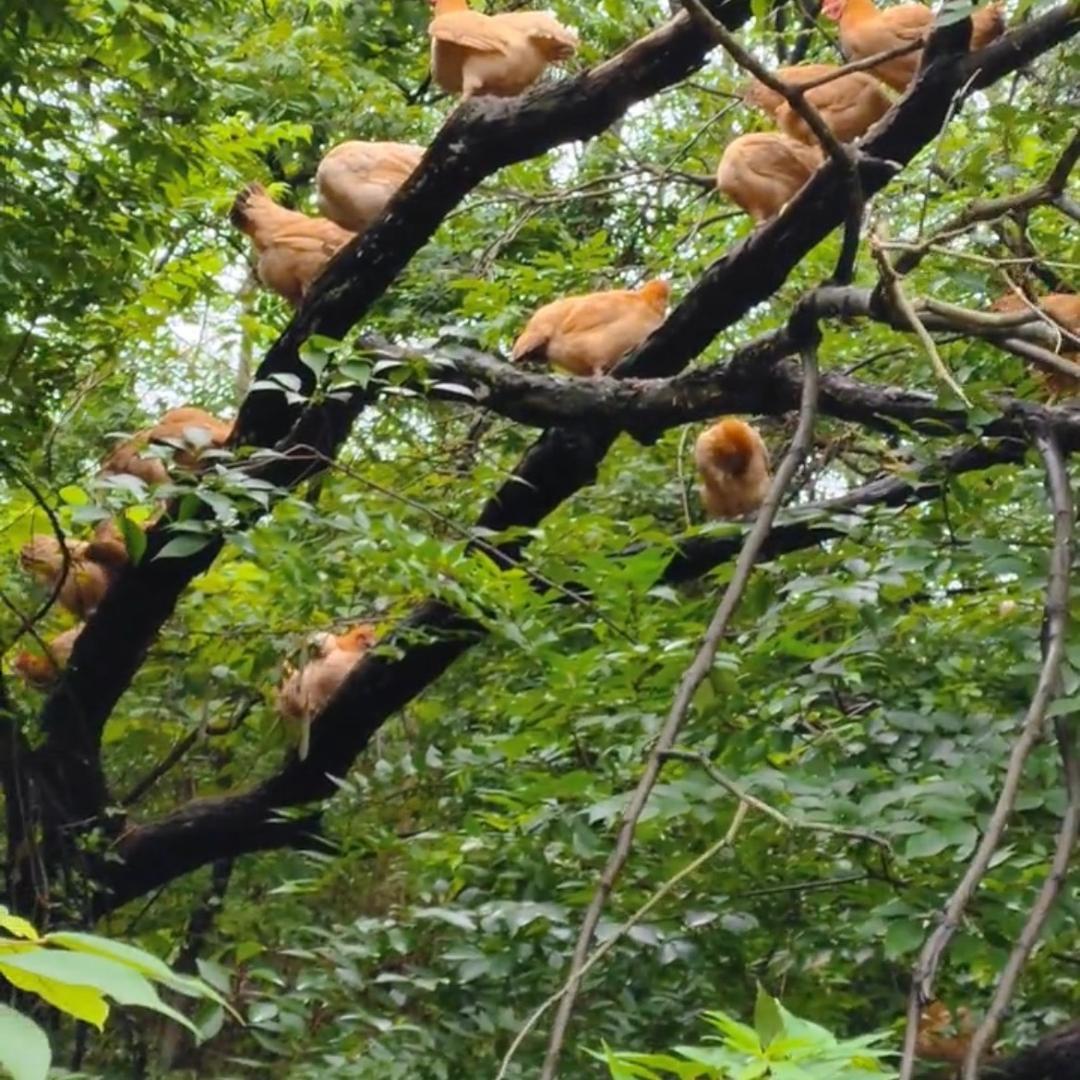 山上柴鸡基地（农产品、农副产品加工）