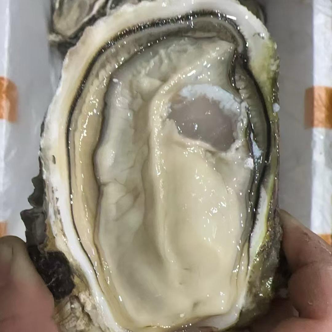 海山生蚝批发