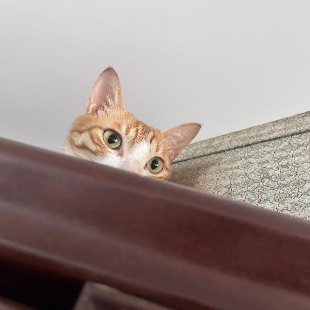 猫猫日记本