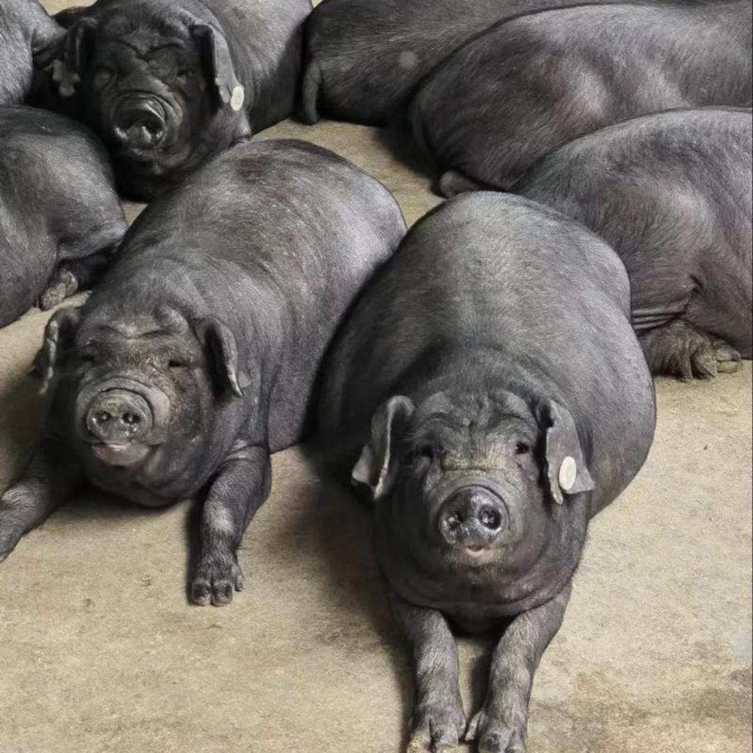 陈二肥在山里卖猪肉