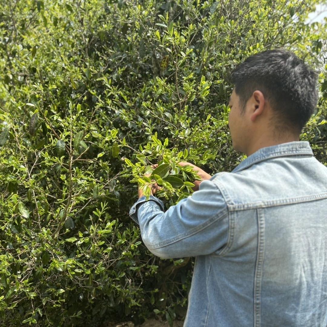吾曾茶语茶事