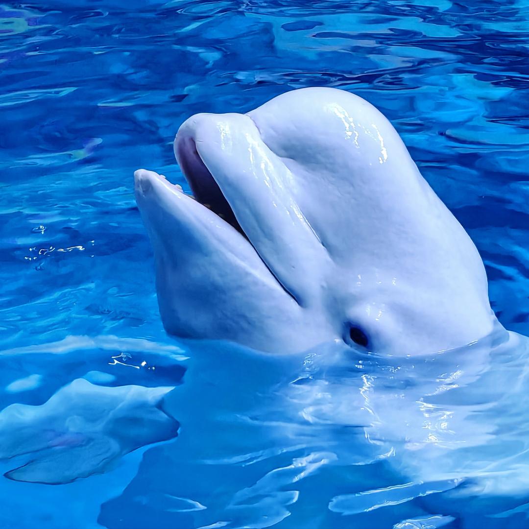🐳白鲸小轩和大牛