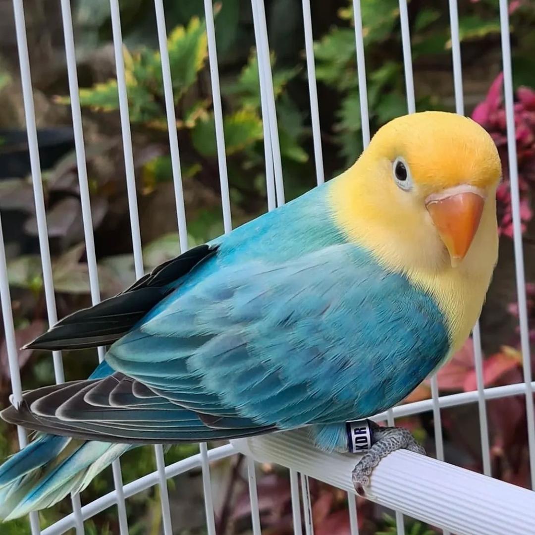 头类牡丹鹦鹉饲养员