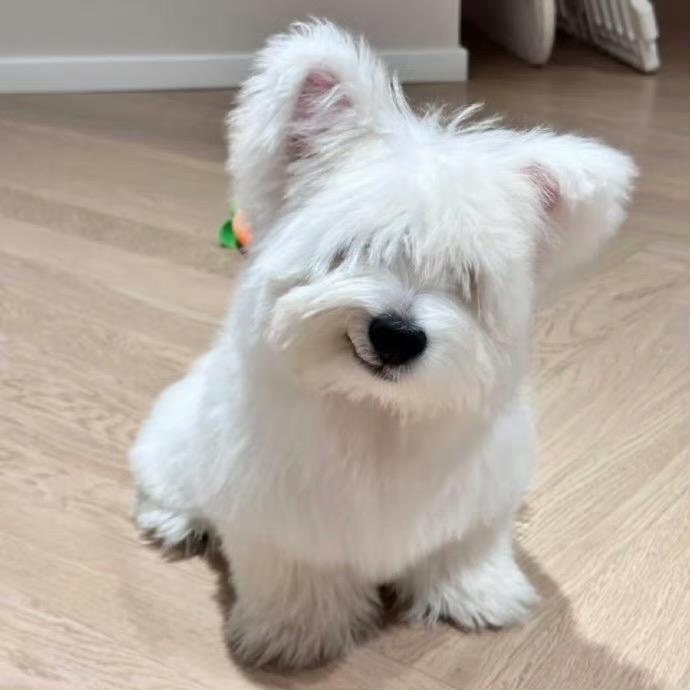nini ᵕ̈