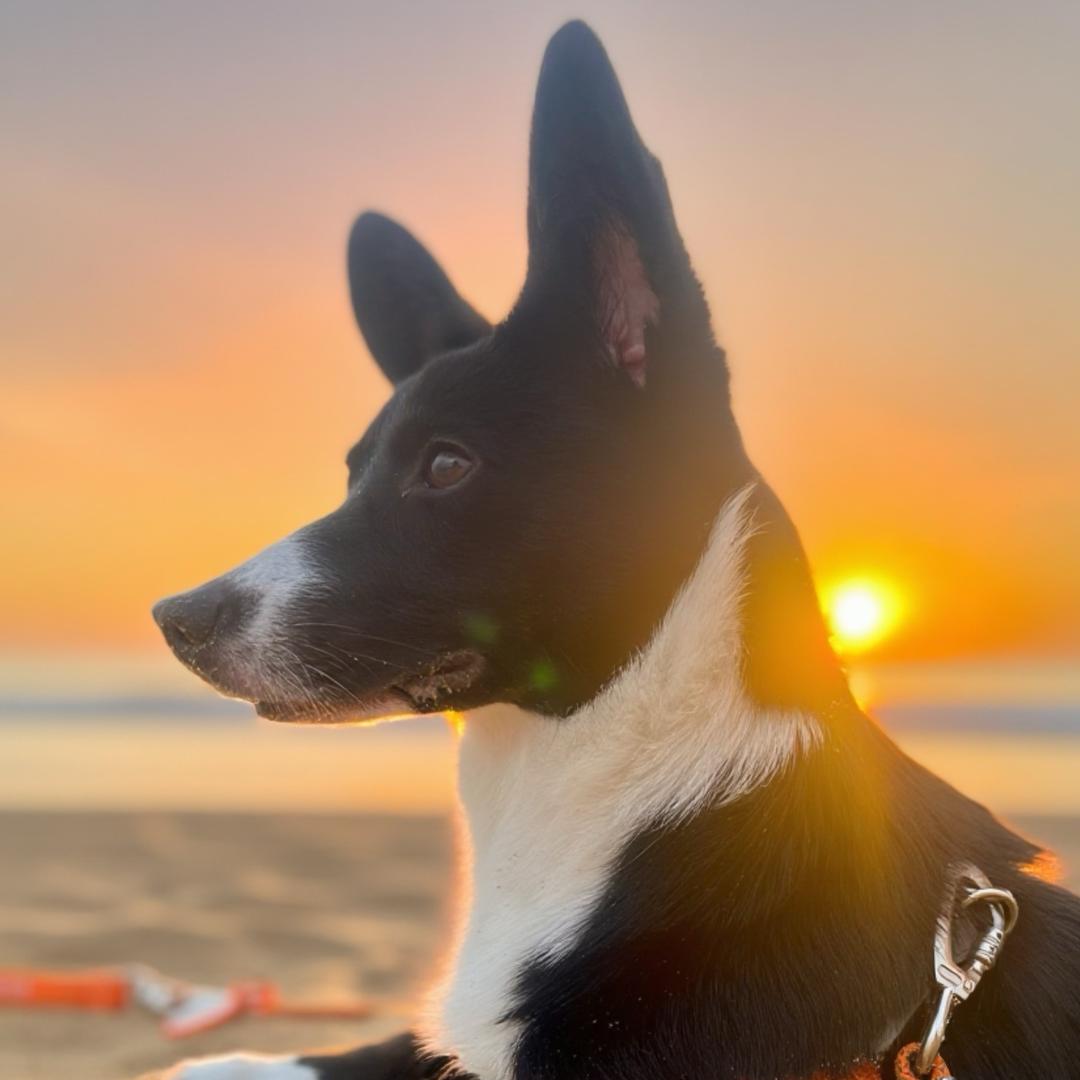 杨富丽是柯基不是边基