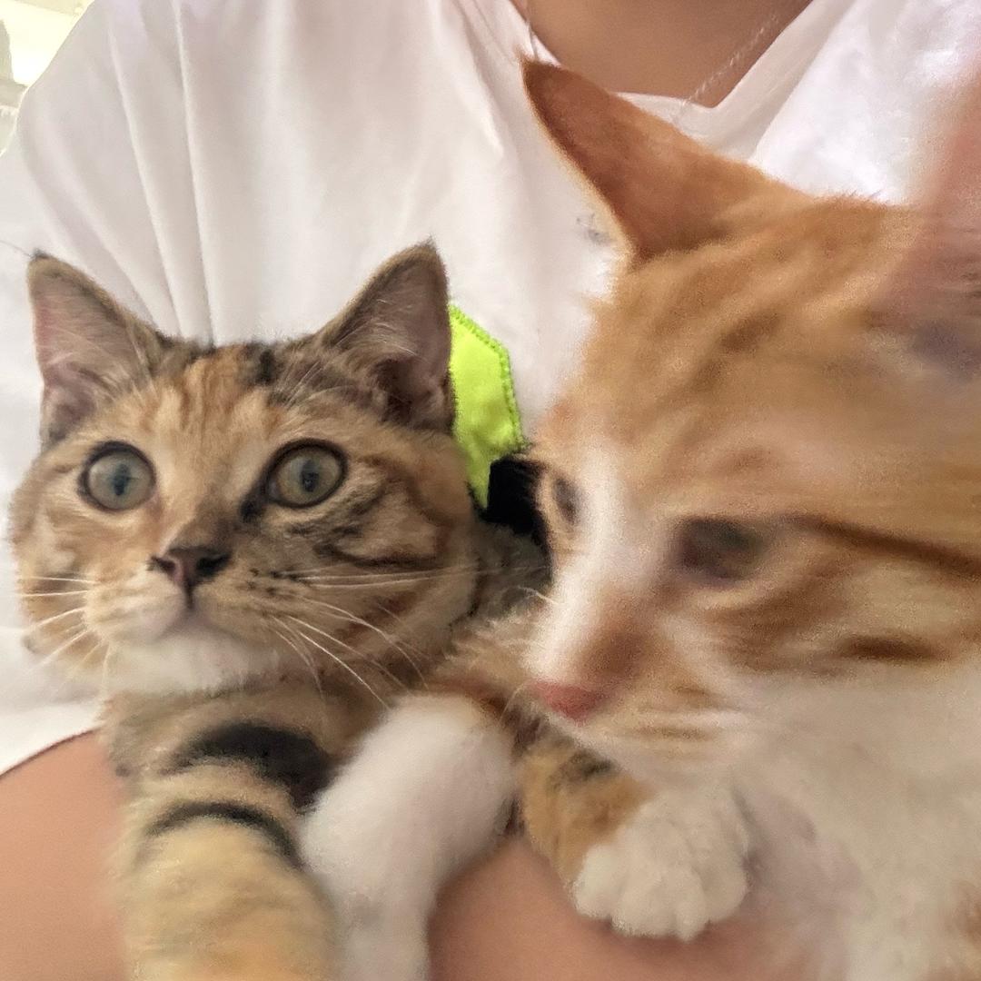 臭臭是只彩狸猫🐱