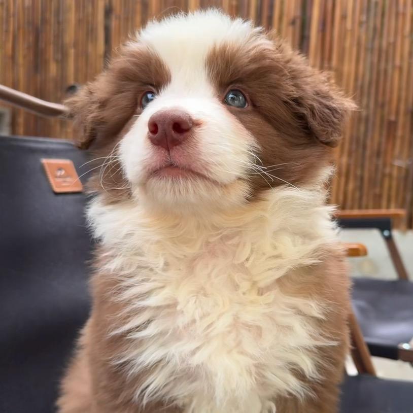 西安牧牧星犬舍-边牧