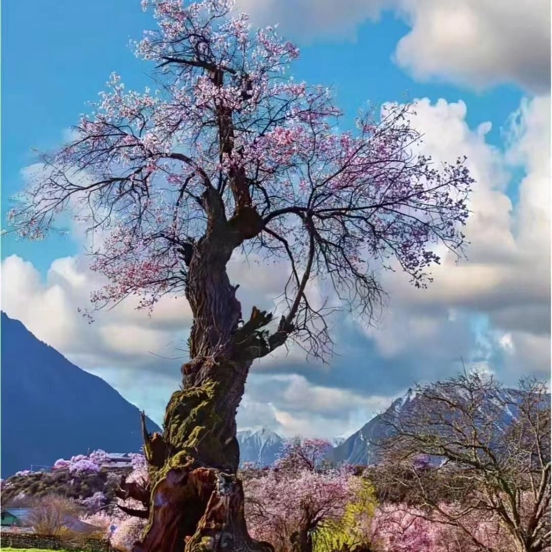 华翔生活旅行