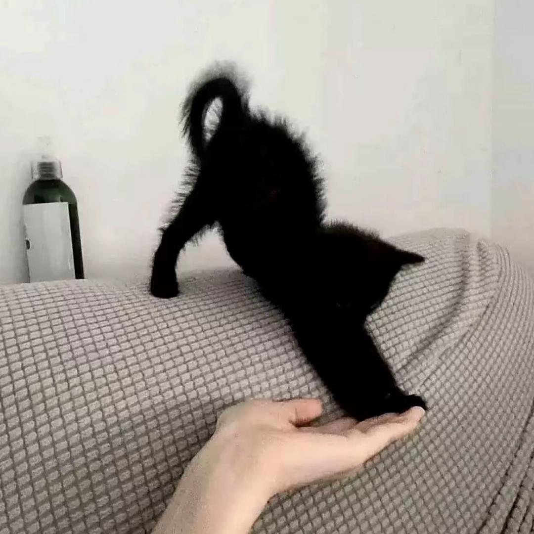 小不点儿🐰.