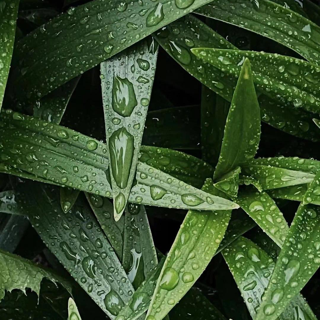 山东聊城苦楝基地