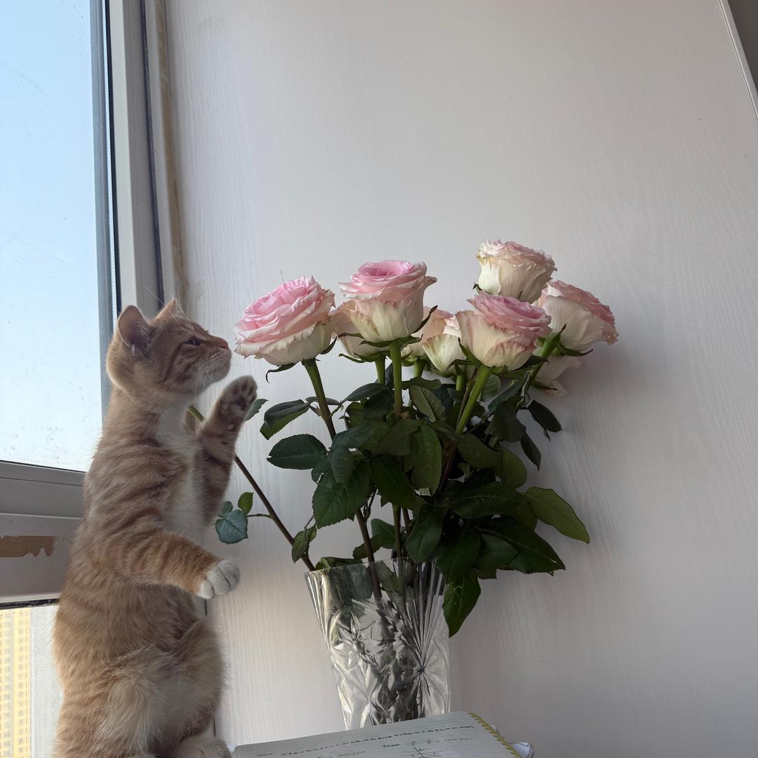 猫猫毛毛