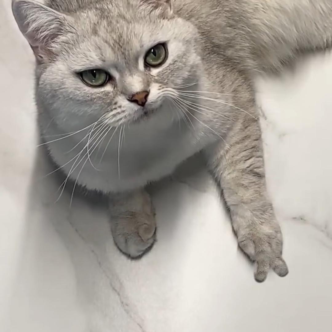 横行霸道的帝王蟹