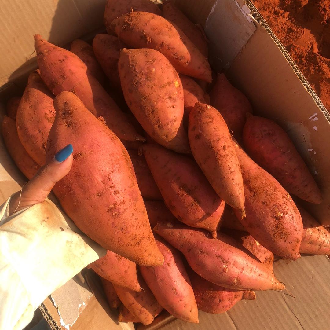 三顺农业韦秋月