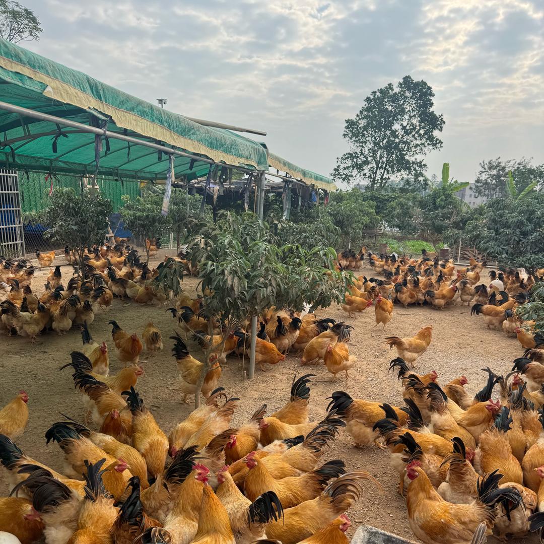 绿源生态鸡场