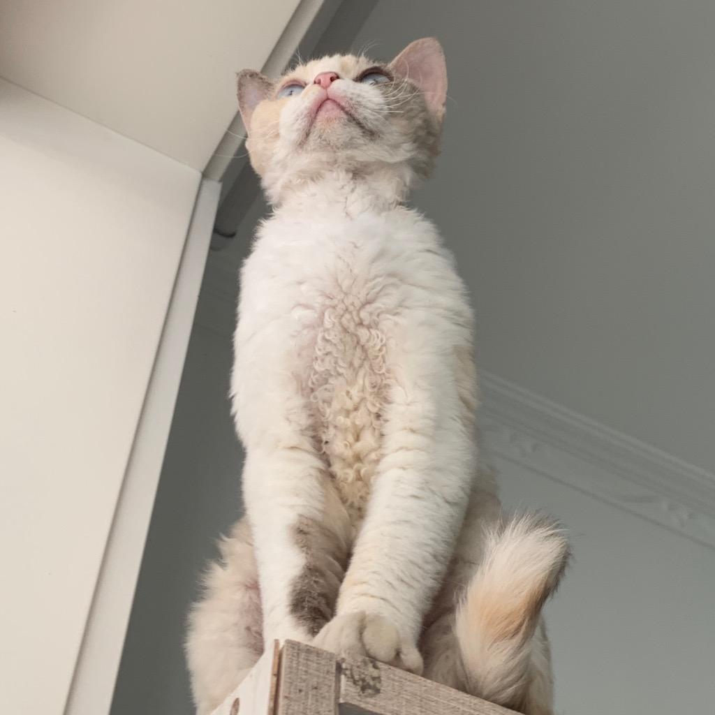 🐱拜见奶茶大王