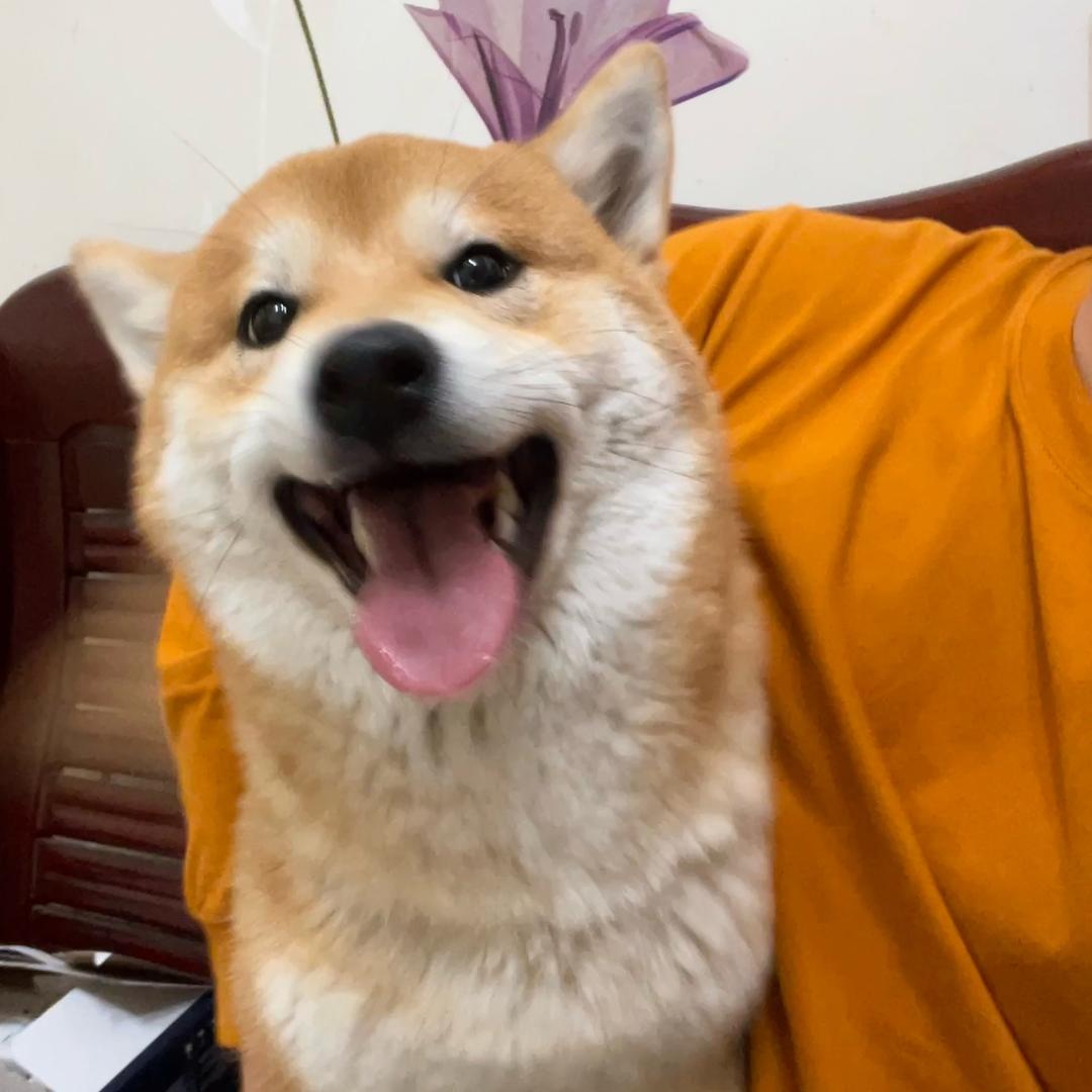 超能li有柴和牧