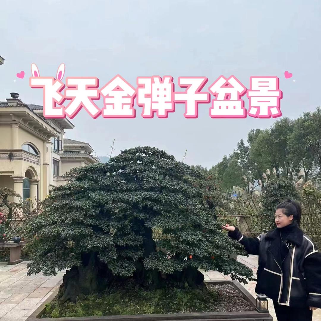 飞天金弹子盆景