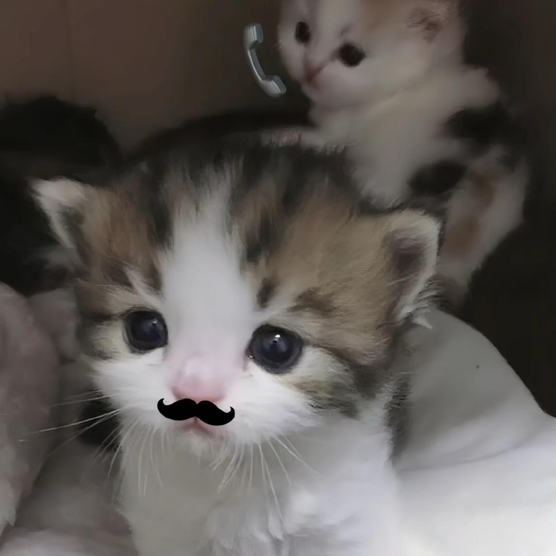 小羊烦