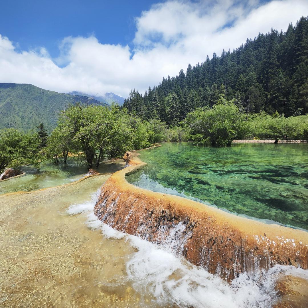 🌙向日葵的花语