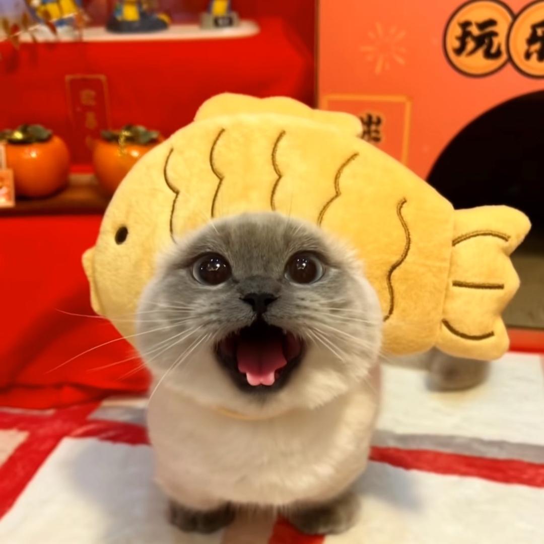 阿羊想摆烂💛