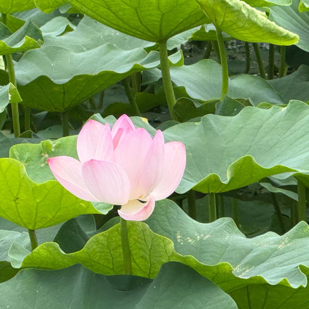 小小梅梅