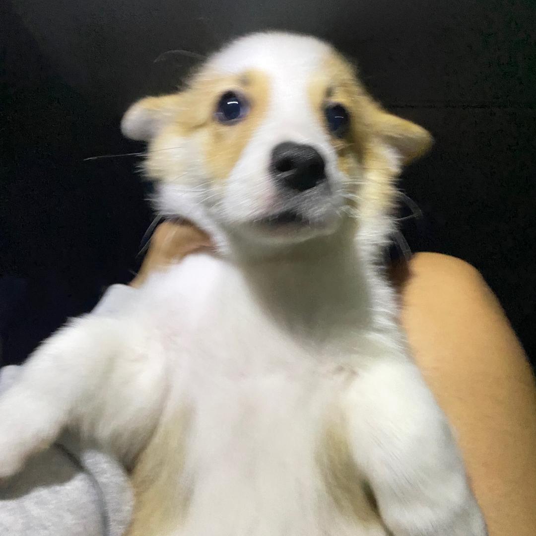 啊哦
