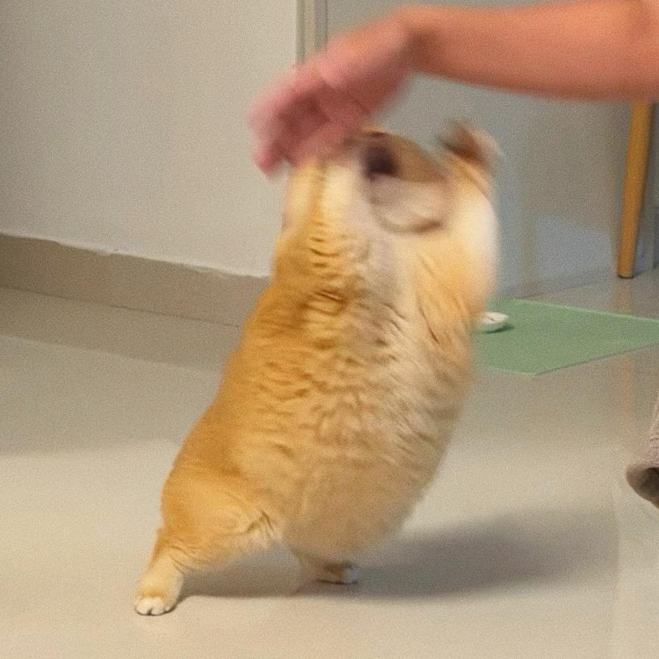 慢羊羊小村长🐑