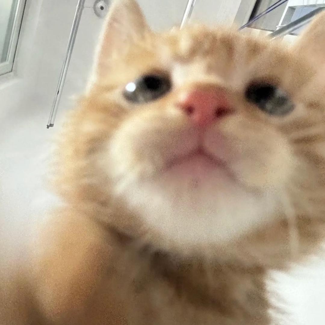 在下猫猫语