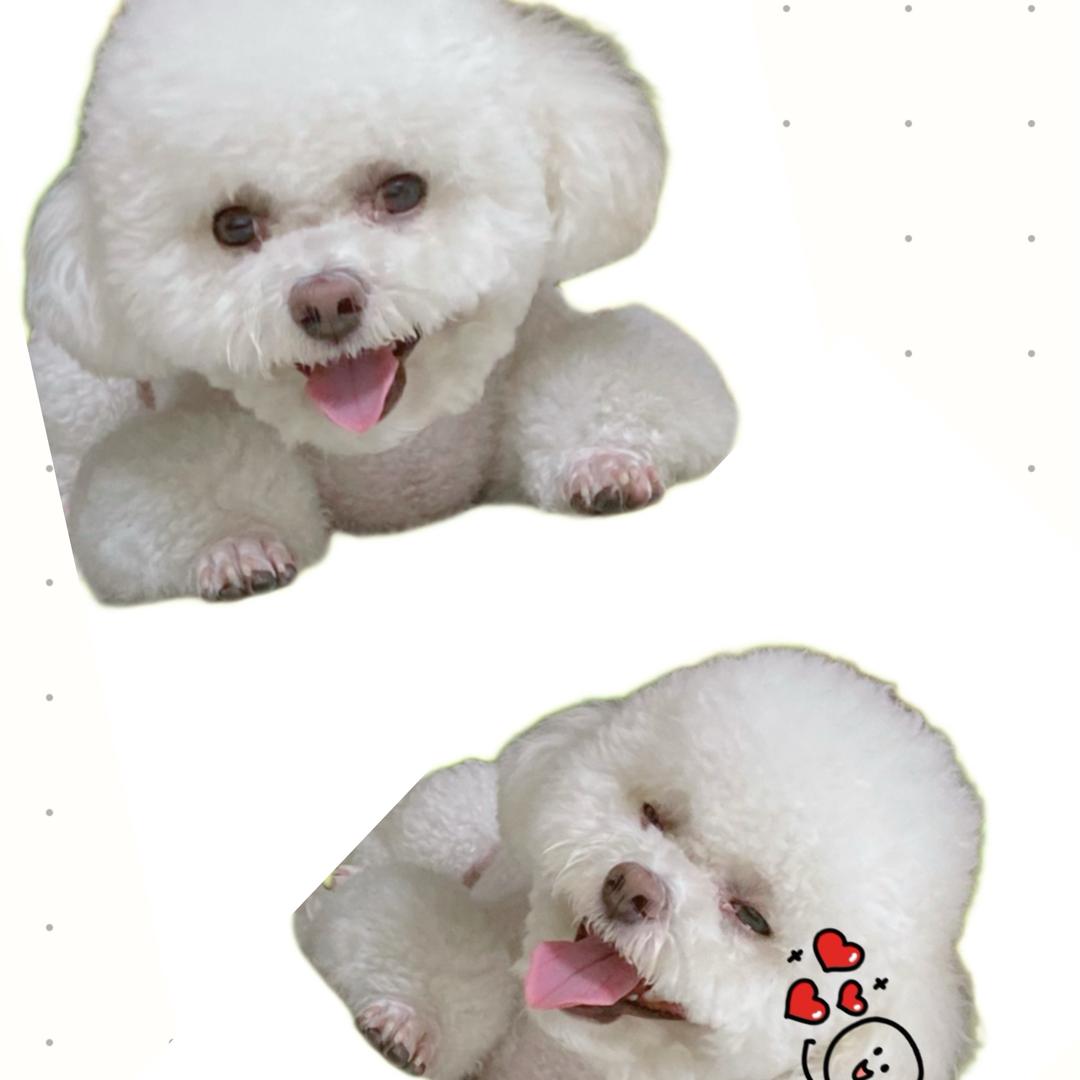 小米吖🐶