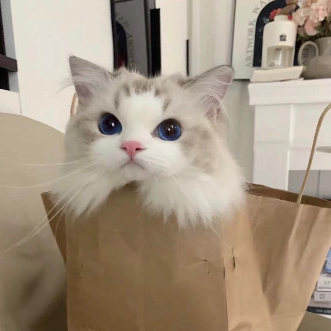 meowTaiBao