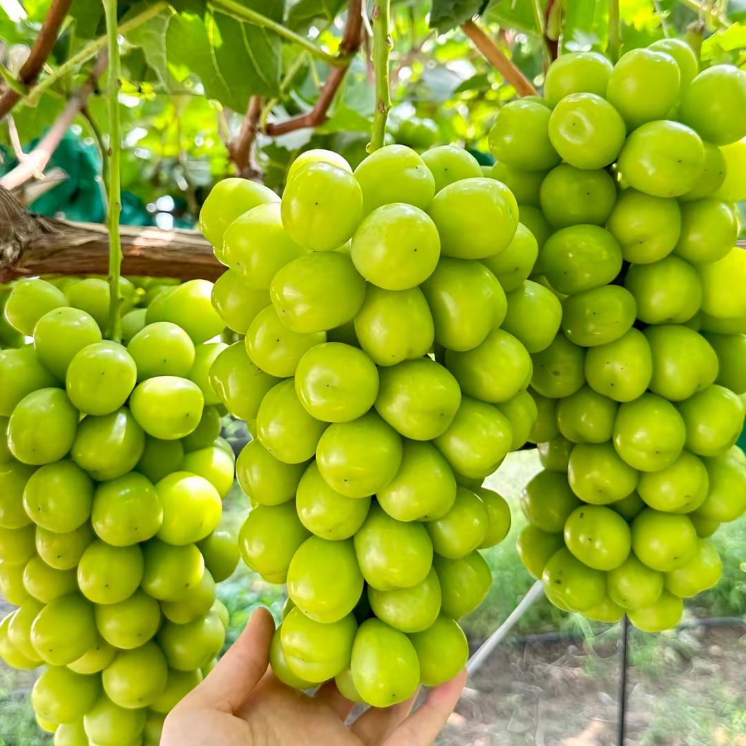 小套村助农合作社