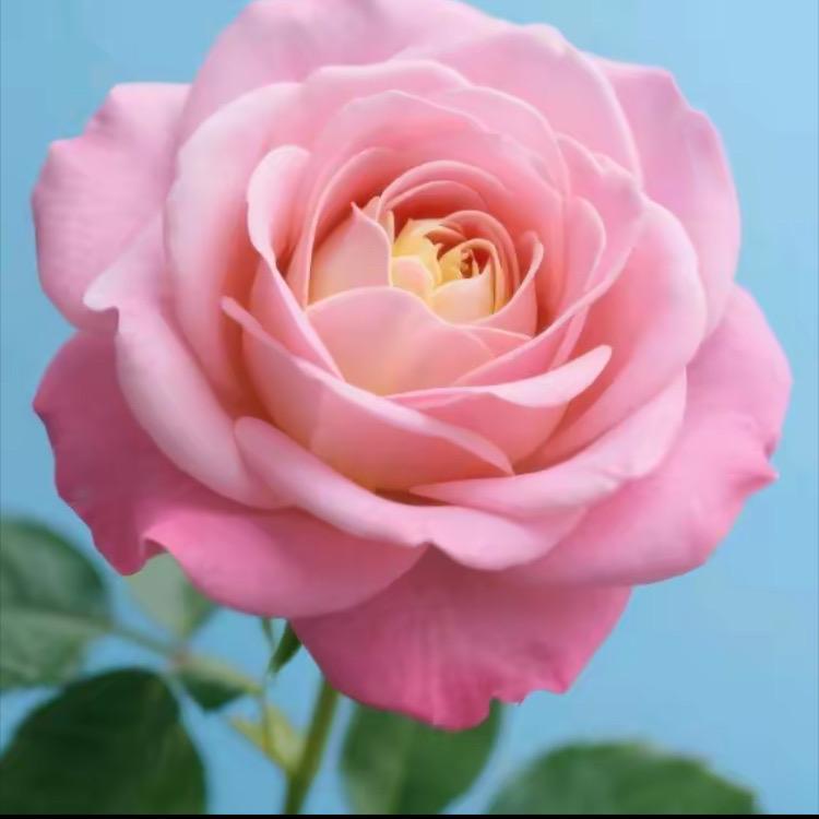 安蓬莱镇李伟志服装经营部