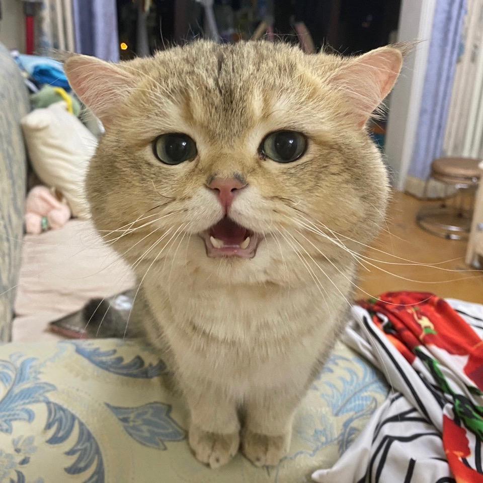 胖胖不胖