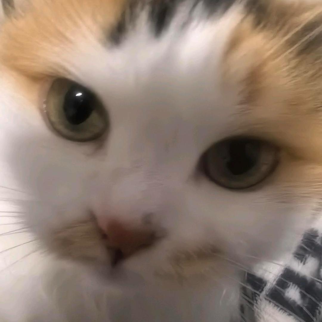 冷玉米