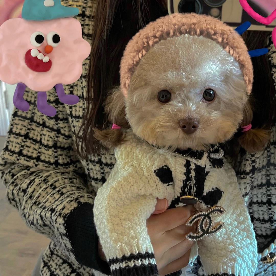 小羊的奶豆妹🐏