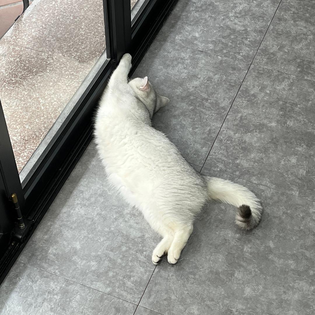 蹦的猫猫朋友圈
