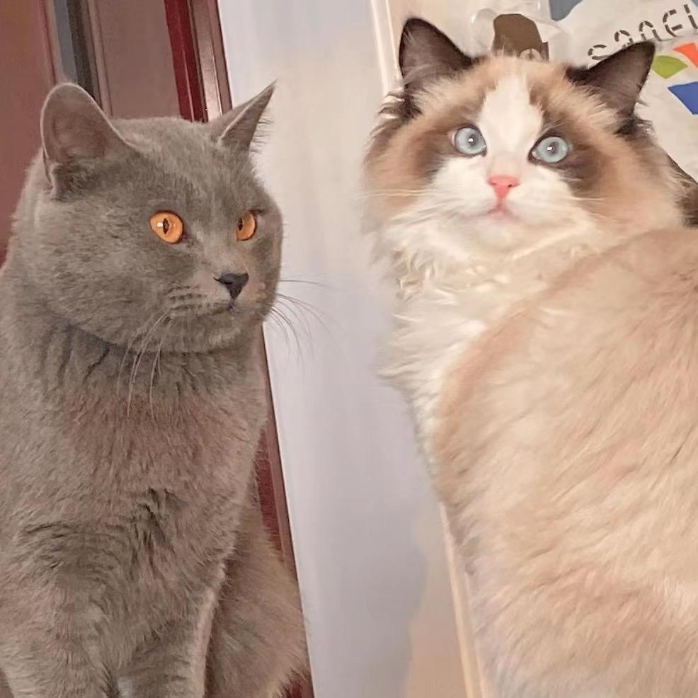 猫猫爱吃🐟