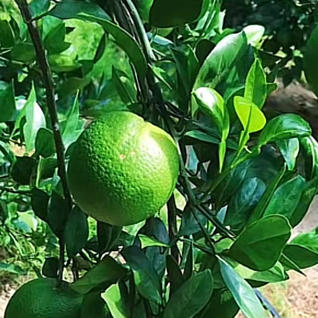 🇨🇳幸运小子🇨🇳