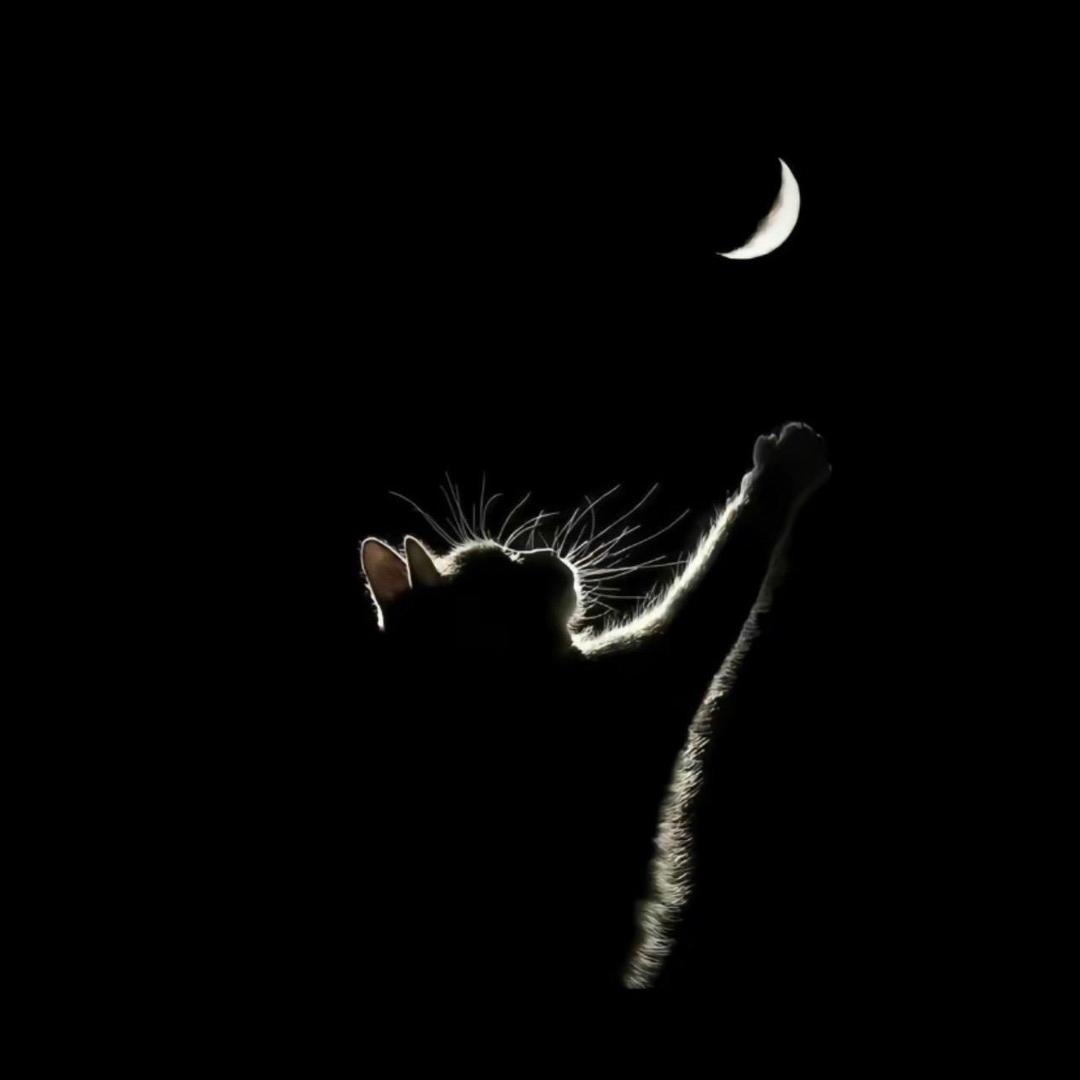 月亮亮 🌙