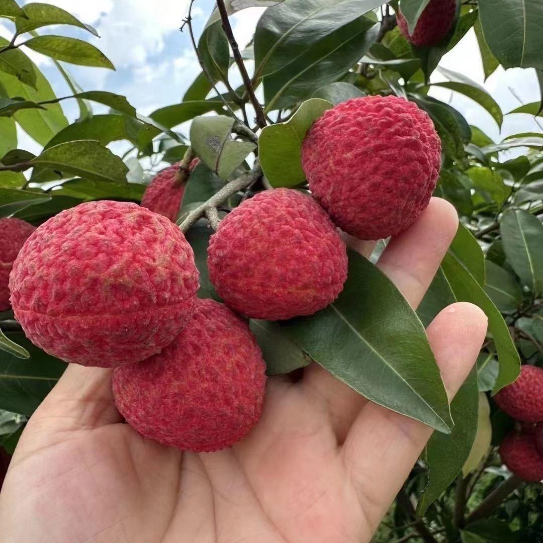 喜言天叶美果树苗木专卖店
