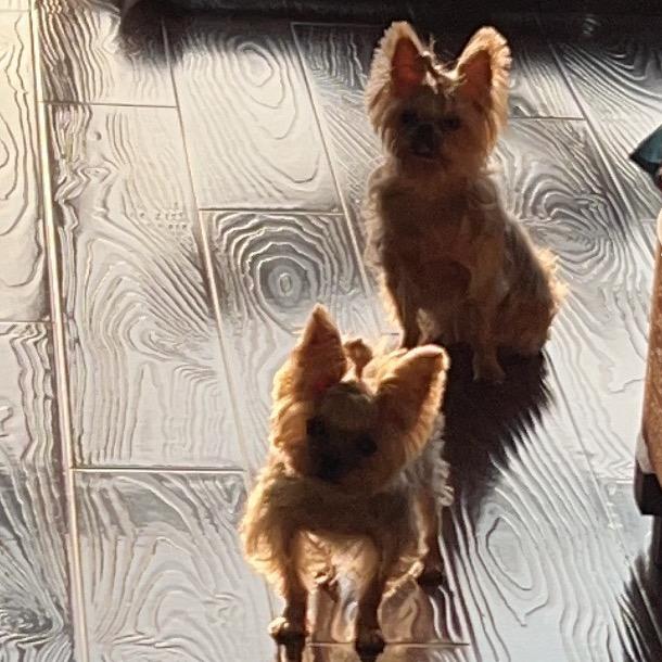 小招&小不点