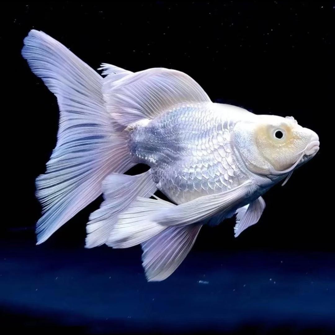 广阔观赏鱼养殖基地