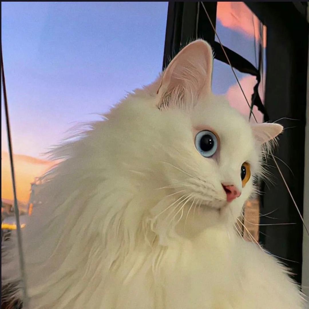 超级小熊🐯