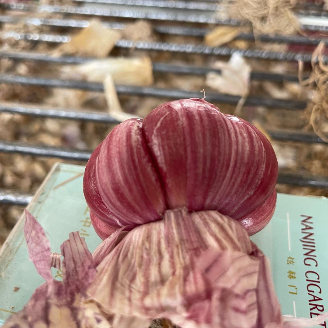 金乡马集禾源太空蒜种