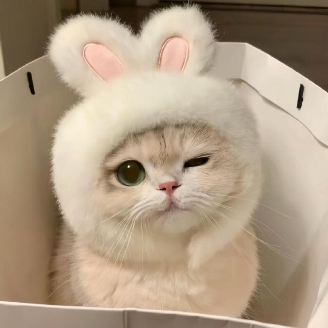乐伊ᰔᩚ